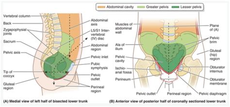 Pelvic Walls Vessels And Nerves Perineum Flashcards Quizlet