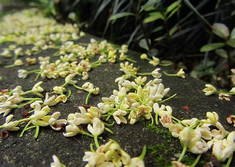 桂花开了 一夜之间 花香满苏城桂花苏州花香新浪新闻