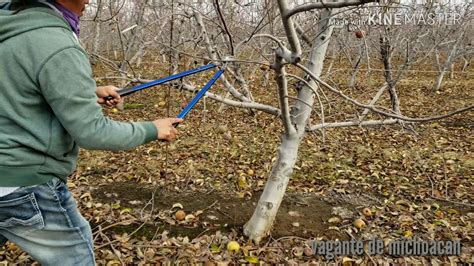 Como Podar Arboles De Manzana YouTube