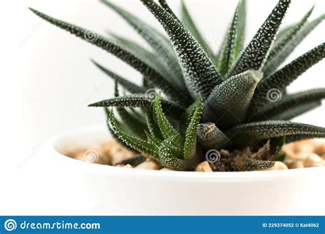 Planta Suculenta Verde Num Conceito De Floricultura De Vaso Branco Foto