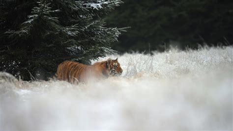 White tiger on snow Stock Video Footage - 4K and HD Video Clips ...