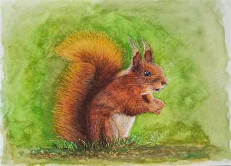 Squirrel. Watercolor. :: Behance