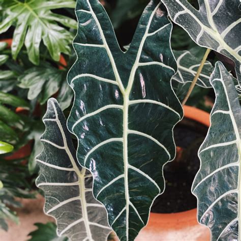 How to Grow and Care for Alocasia Plant Indoor | Indoor Gardening