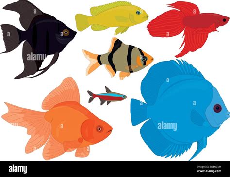 Aquarium colorful tropical fish collection vector illustration Stock Vector Image & Art - Alamy