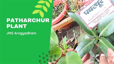 Patharchur Medicinal Plant Kalanchoe Pinnata Benefits And Uses By