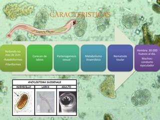 Nematodos Clasificación y Características Microbiologia PPT