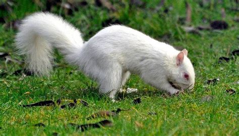 Albino squirrel | Squirrel, Albino, Chipmunks