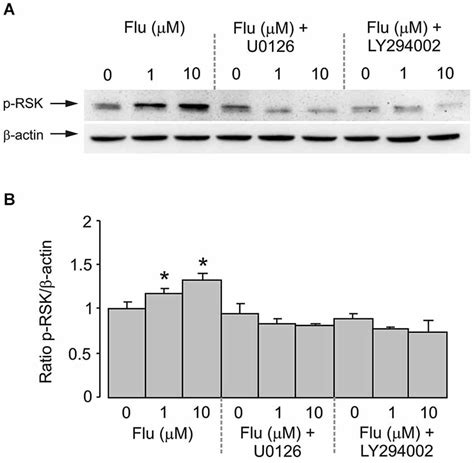 Rsk Phosphorylation Induced By Fluoxetine Requires Mek And Pi K