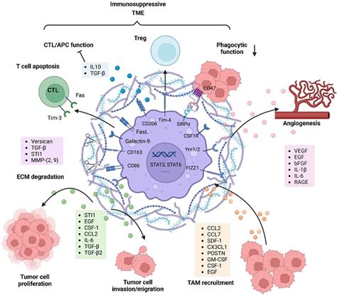 The Evolution Of Tumor Microenvironment Evolution In Gliomas And Its