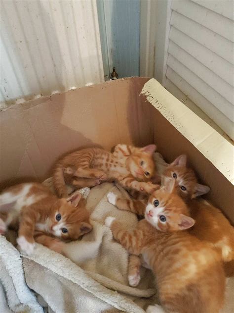 Ginger Kittens For Sale In Uk 97 Used Ginger Kittens