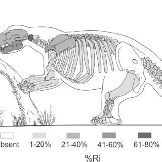 Osteohistological Features Of The Lestodon Armatus Specimens From Playa