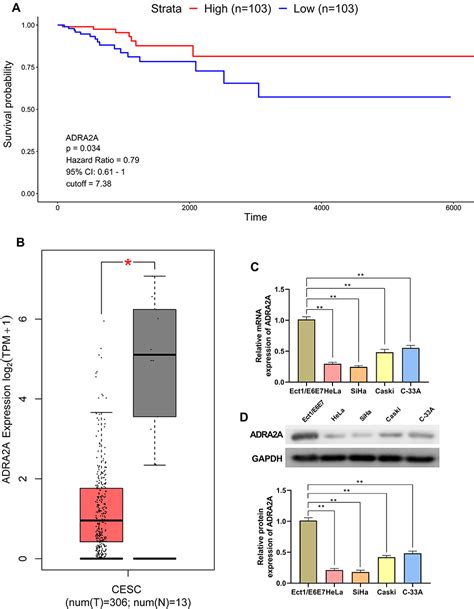 A Adrenergic Receptor Inhibits The Progression Of Cervical Can Ott