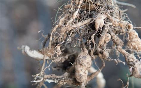 How to Fight Root Knot Nematodes (Meloidogyne incognita) - Gardening Channel