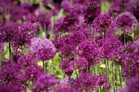 Comment Planter Lail Dornement Allium Quel Entretien