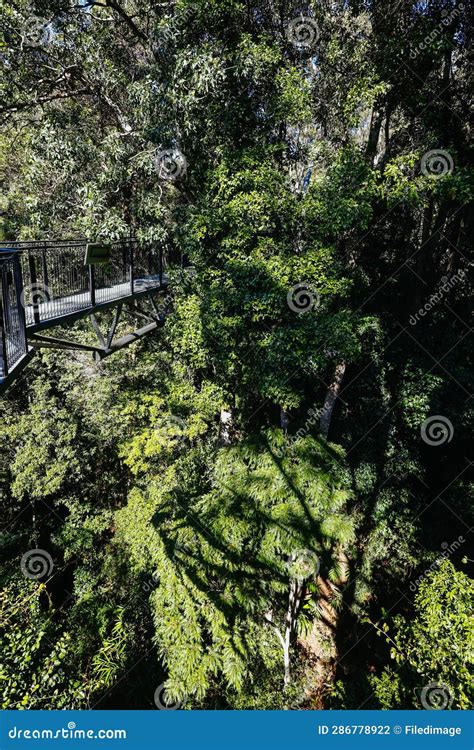 Tamborine Rainforest Skywalk In Queensland Australia Editorial