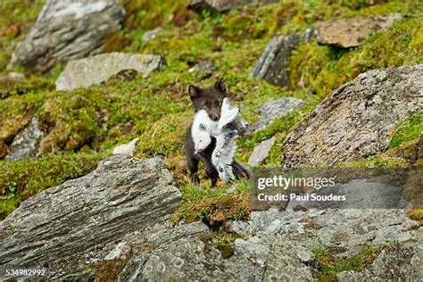 513 Arctic Fox Norway Stock Photos, High-Res Pictures, and Images ...