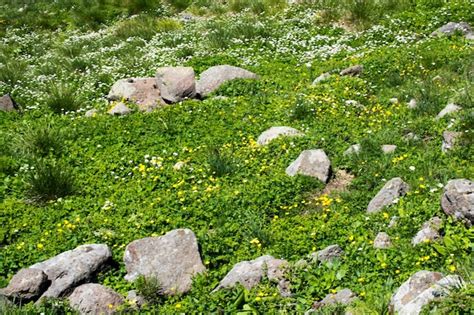 Flores Silvestres Que Florecen En El Desierto Foto Premium