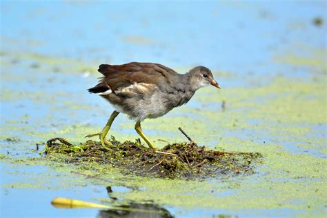 Common Gallinule | Audubon Field Guide