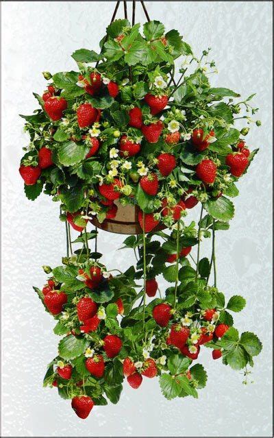 Matchless Best Strawberry Plants For Hanging Baskets Office Wall Trough ...