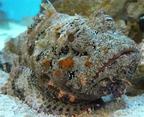 Stonefish Worlds Most Venomous Fish Animal Pictures And Facts