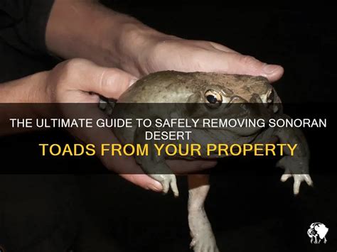 The Ultimate Guide To Safely Removing Sonoran Desert Toads From Your