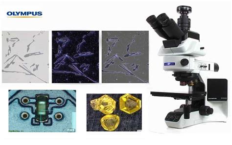What Does A Compound Light Microscope Help You Do | Americanwarmoms.org