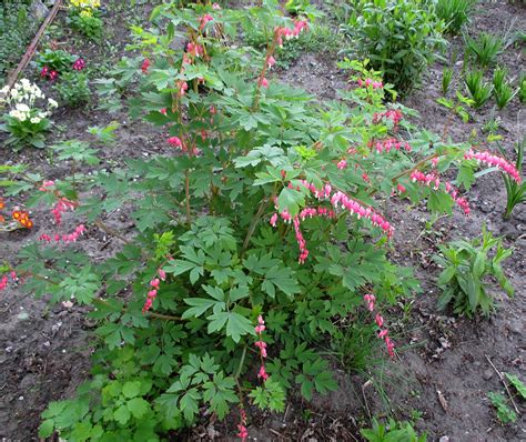 Дицентра (Dicentra)