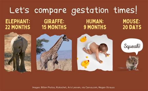 My life as a giraffe kid – Mongabay Kids