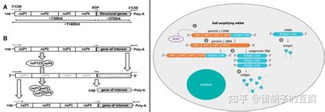 综述 自复制RNA质粒载体序列优化设计策略 知乎