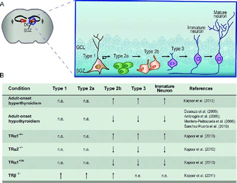 Thyroid Hormone Regulation Of Adult Hippocampal Neurogenesis A Shown