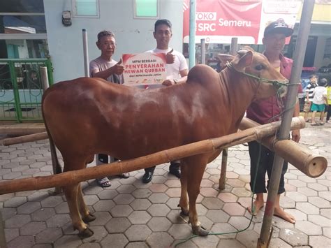 Semangat Berbagi Di Hari Raya Idul Adha Mpm Honda Jatim Salurkan Hewan