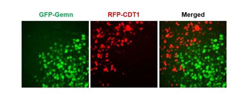 Cell Cycle Reporter Gfprfp Lentivirus Lipexogen Biotech