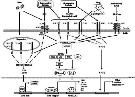 Schematic Representation Of Toll Like Receptor Tlrs Signaling