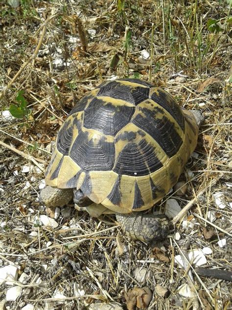 Land Tortoise in Nature on Its Territory of Habitat Stock Image - Image ...