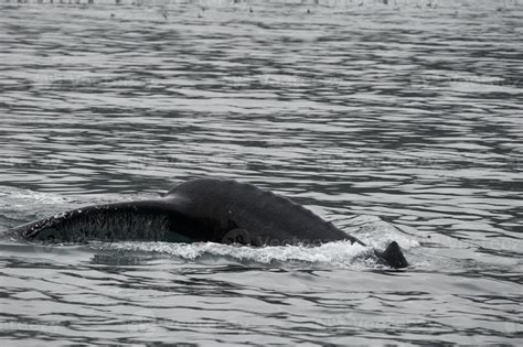 Humpback whale in Alaska 20178226 Stock Photo at Vecteezy