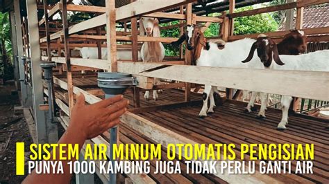 Peternakan Kambing Modern Air Minum Pengisian Otomatis Air Minum