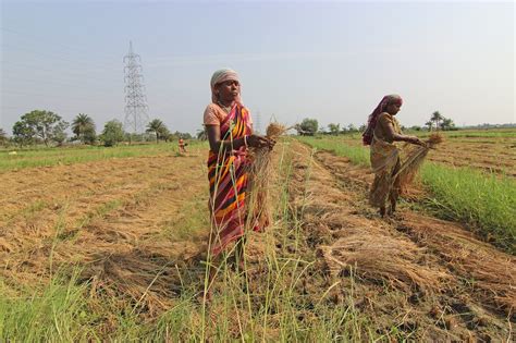 Launch Of New FAO Report The Status Of Women In Agrifood Systems Time