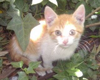 Gatitos Que Buscan Hogar Adoptada Hermosa Gatita Busca Casita