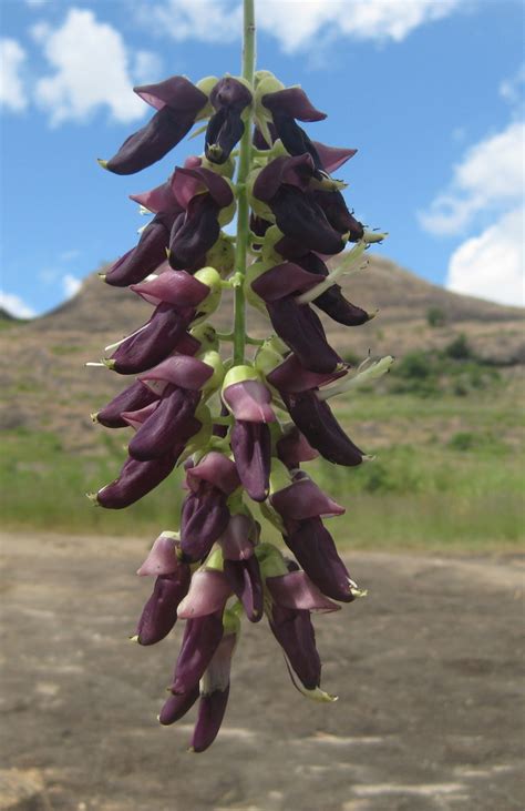 Mucuna pruriens Images - Useful Tropical Plants