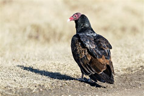 Turkey Vultures Poop Not Just Waste Steve Creek Wildlife Photography