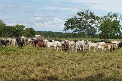 Suspeitos de roubo de 130 cabeças de gado são presos em MT