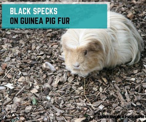 Black Specks On Guinea Pig Fur Cause And How To Deal With It More