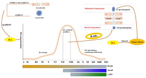 Cells Free Full Text Action And Interaction Between Retinoic Acid