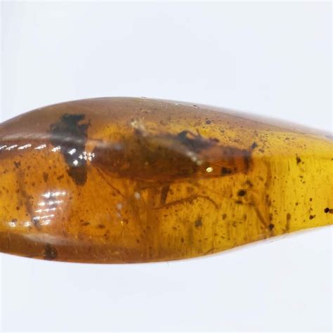 Insects in Amber for Sale | Bugs in Amber for Sale