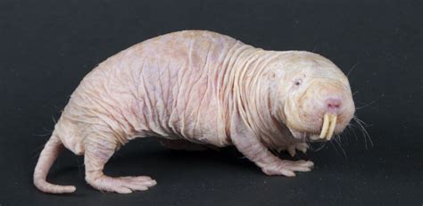 The Disease Resistant Naked Mole Rat | Critter Science