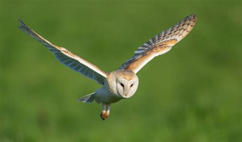 barn-owl-nesting | Parker Eco Pest Control