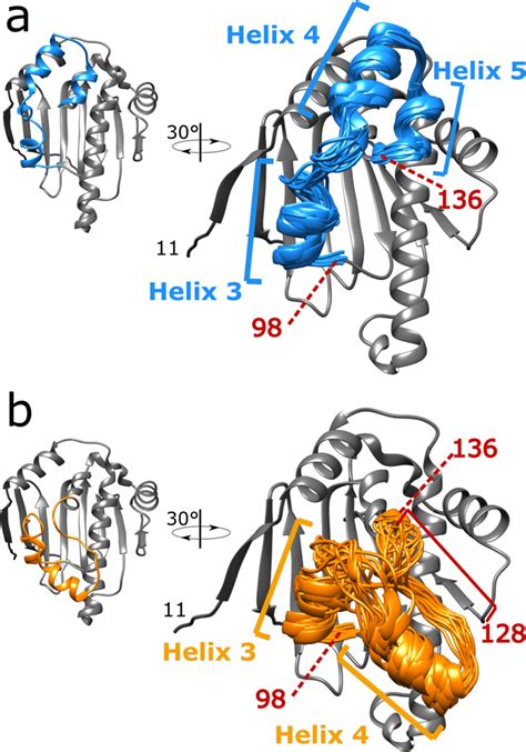 Solution Structure Ensembles Of Hsp Ntd Atp Lid Open And Closed