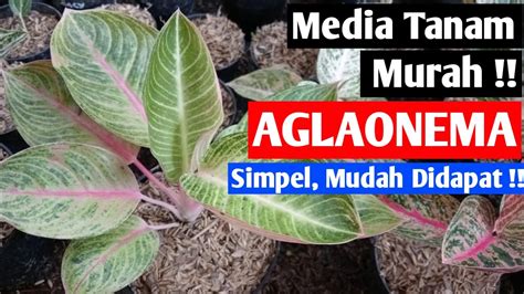 Tips Trik Media Tanam Murah Untuk Aglaonema Media Simpel Mudah