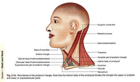 Bd Chaurasias Human Anatomy Volume Head Neck And Bra Flickr