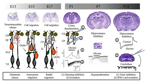 Glycine Receptors And Brain Development Glycine Receptors Control